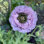 Bee & Beneficial Insect Seed Balls - 2 Sizes - Organic
