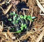 Bee & Beneficial Insect Seed Balls - 2 Sizes - Organic